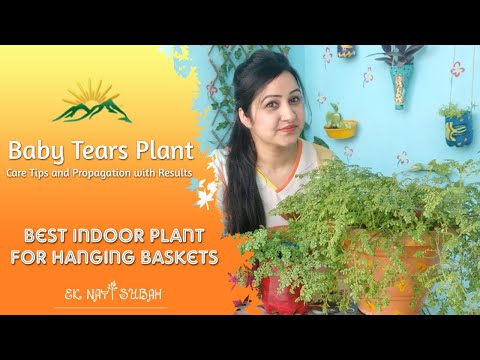 วีดีโอ: Baby's Tear Plant: Tips For Grow Baby's Tear Indoors