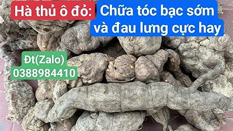 Tác dụng chữa bệnh thần kì của hà thủ ô đỏ: mạnh gân cốt, đen râu tóc, chữa đau nhức xương khớp…