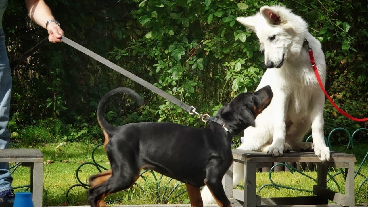 ДТ - 848. Щенки или как оторваться по полной