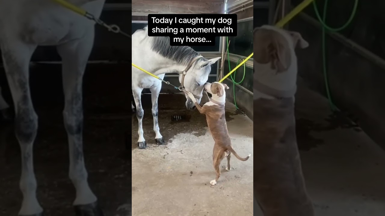 Unlikely friendship but so pure ✨#horse #dog #dogs #foryou #fyp