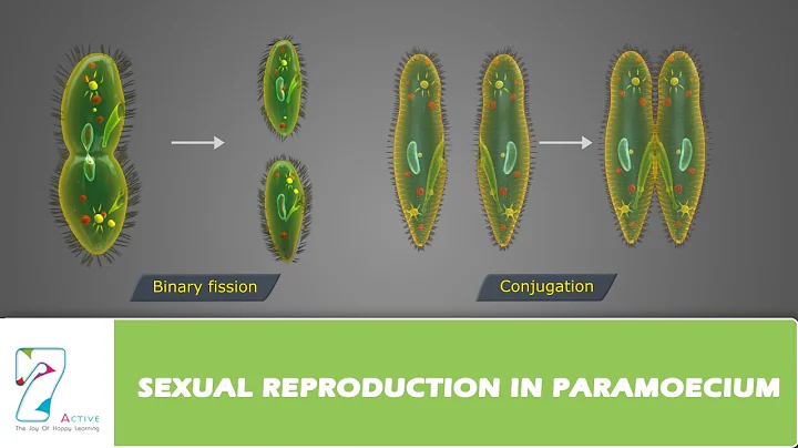 SEXUAL REPRODUCTION IN PARAMOECIUM
