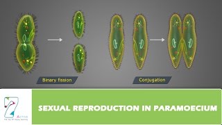 Ual Reproduction In Paramoecium