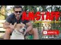 Köpek Irkları - Amerikan Staffordshire Terrieri (AMSTAFF) の動画、YouTube動画。