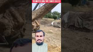 Punjab mein crane se trolly loading kaam 🔧#crane #trolleyloading #punjabfarming #farming #viralvideo