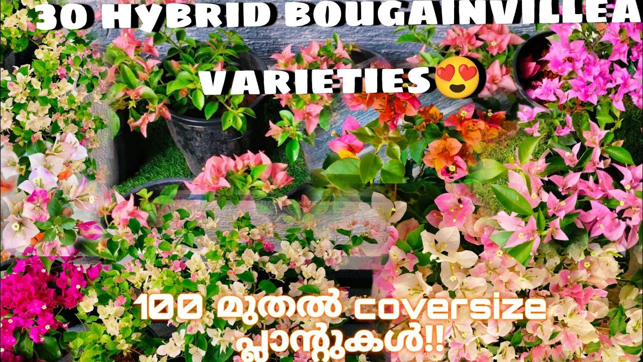 100 രൂപ മുതൽ 30 variety hybrid bougainvillea varieties😍/Online sale malayalam/Fidhus world/