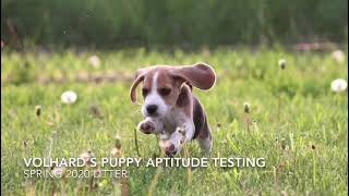 Volhard Temperament Testing a Litter of Beagles