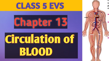 Circulation of Blood II Class 5 EVS Chapter 13