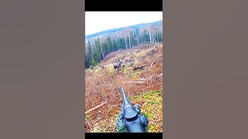 What happened with this moose 🫎#hunting #deer#moose#chasse