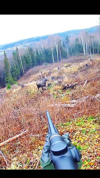 What happened with this moose 🫎#hunting #deer#moose#chasse