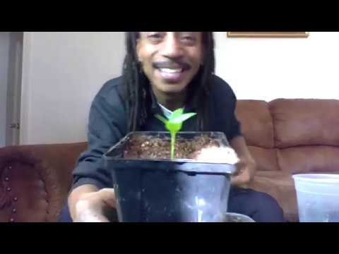 How To Start Seeds Inside - 6 MISTAKES TO AVOID! TRUST ME! Gardening