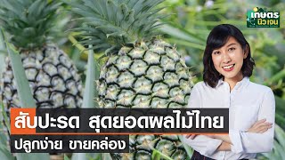 "สับปะรด" สุดยอดผลไม้ไทย ปลูกง่าย ขายคล่อง | เกษตรนิวเจน | 3/07/65 (FULL)