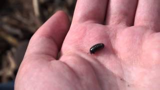 Handling Pill Millipedes (Saftkugler)