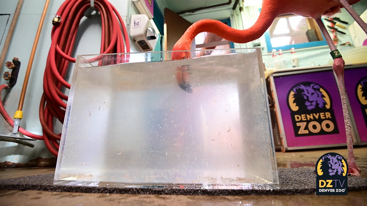 Watch Our Flamingos Filter Feed! 🦩