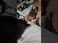 ラブラブ💓💏💓　#ショート #チワックス　#愛犬