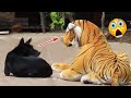 Funniest pets reaction 2022 scared dog  pets island