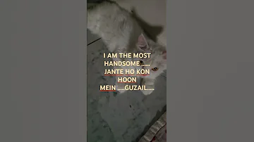 Handsome Cat Guzail 