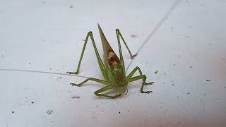 Mantis মযনটস 螳螂 カマキリ Mantodea Louva-A-Deus 사마귀목