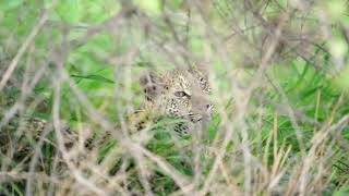 Blue Eyed Leopard
