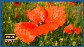 Red Poppy with Bees and Bugs. Unwind. De-stress.
