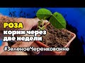 Роза. Корни через 2 недели | Летнее черенкование зелеными черенками