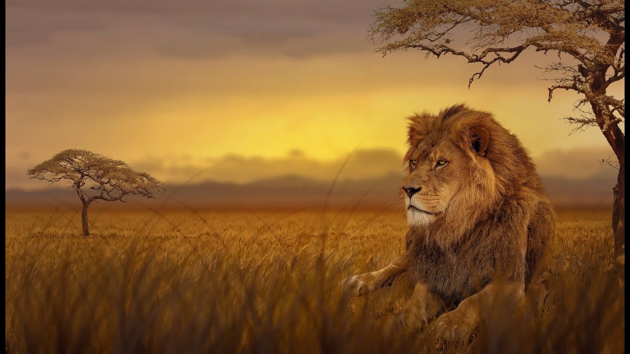 ⁣Lion King Takes Over a New Pride | National Geographic Wild Documentary HD