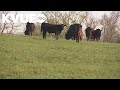 Southwest Texas ranchers trying to protect livestock against New World screwworm threat