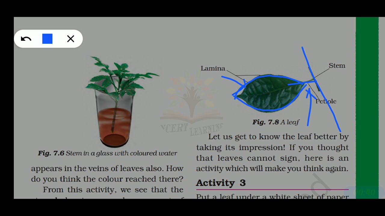 Getting to Know Plants class 6 science (Part 2) YouTube