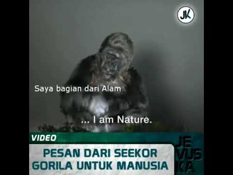 Video: Bolehkah gorila berbahasa isyarat?