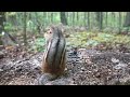 10 hour autumn chipmunks and friends  october 5 2022