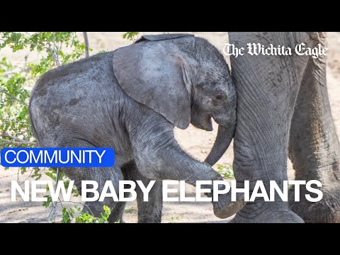 First Outing: Baby Elephants at Kansas Zoo Meet the Public