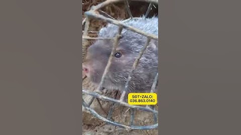 Trải nghiệm lồng bẫy dúi thông minh hiệu quả cao ạ #longbaydui #longbaydui #cạmbẫychồn #thinhhanh