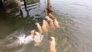 Swimming With Golden Retrievers