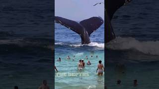 The iconic Blue Whale’s tail rising above the surface before disappearing into the depths!
