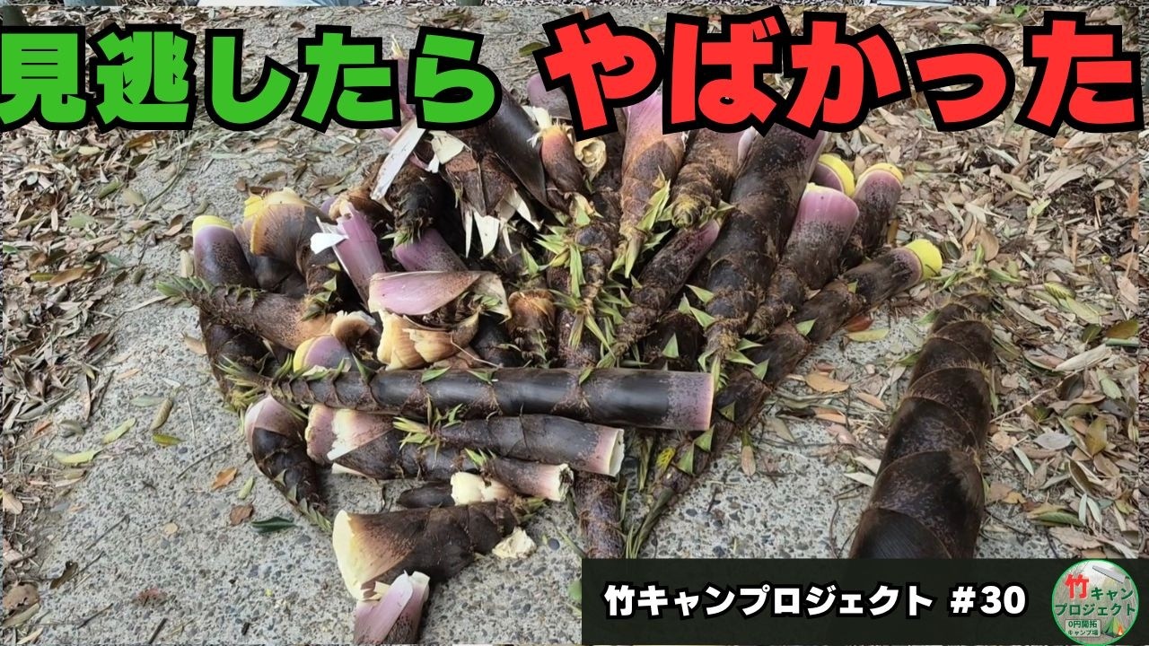 The terrifying reality of neglected bamboo forests 50 bamboo