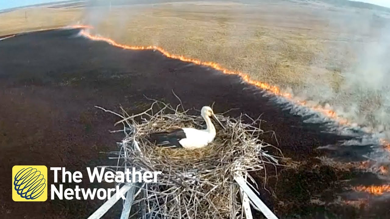 video phone beyonce mp3 Wildfire burns behind stork who has nowhere to go in fascinating video