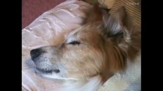 クーパーの旅立ち   塩部邦雄氏製作