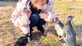 カラスのささみ、歩いてお家まで帰れるようになりました