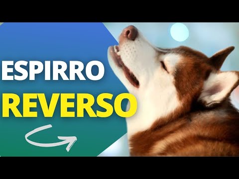 Vídeo: Espirros Em Cães: Isso é Normal?