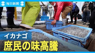 本来は庶民の味…イカナゴ漁解禁、1キロ1万円超でも鮮魚店に列