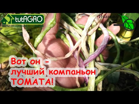 Вот какое растение оказалось лучшим соседом томата! Выбирайте его в компаньоны и получайте 2 урожая!