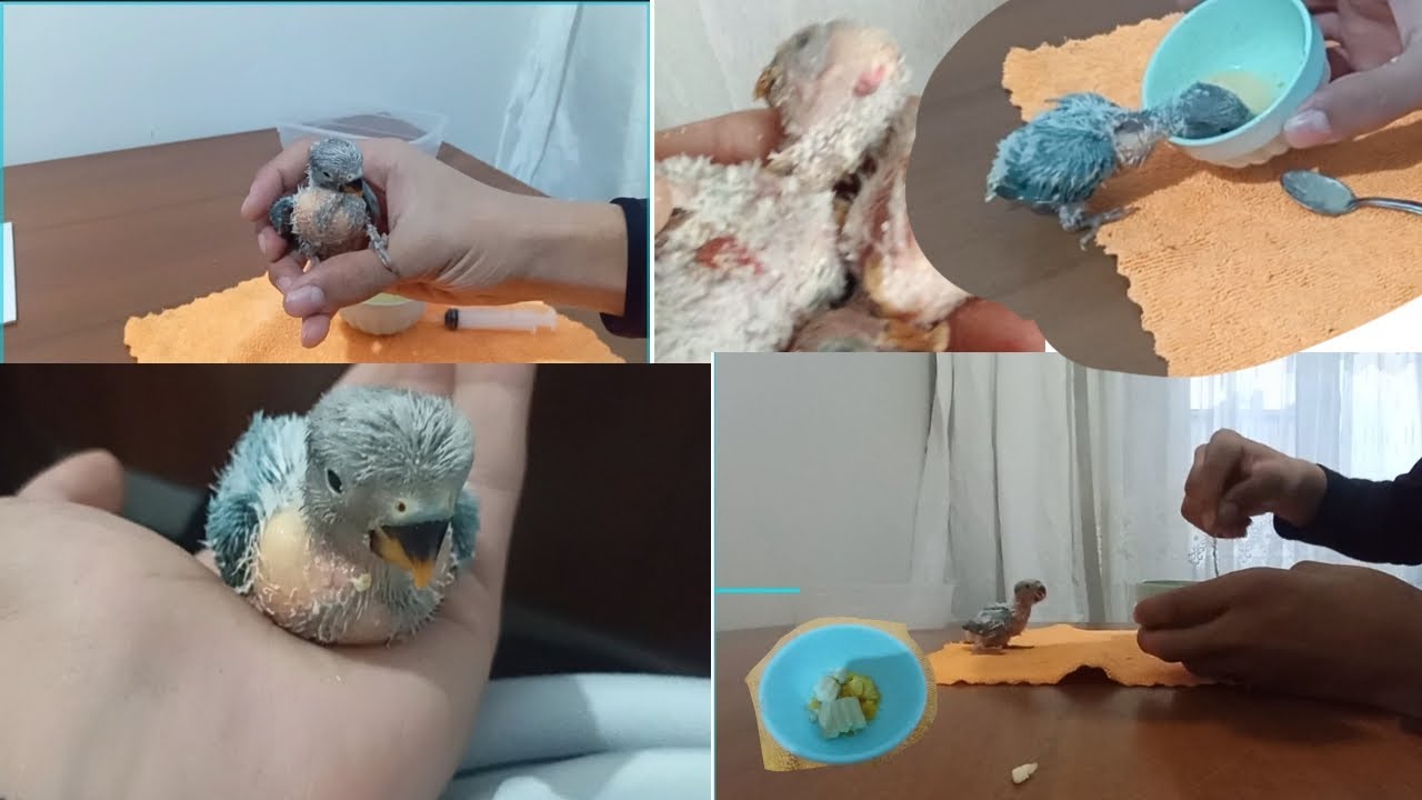 ~Evde en kolay Elle besleme.~Yavrular hepsi öldü bir tane tek kurtarabildim.