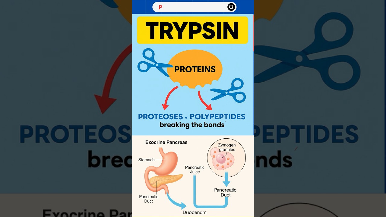 How Chymotrypsin Makes Your Steak More Tender