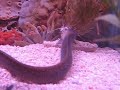 Eel eating a shark