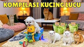 Kompilasi Anak Kucing Gemesin