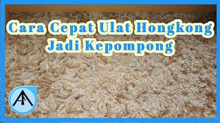 HOW TO QUICKLY MAKE HONG KONG CATTLE COCOONS/LADYBUGS