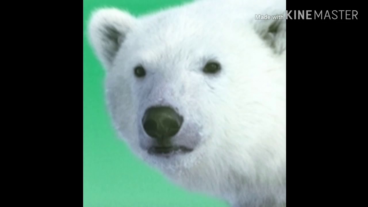 Polar Bear Sound Effects YouTube