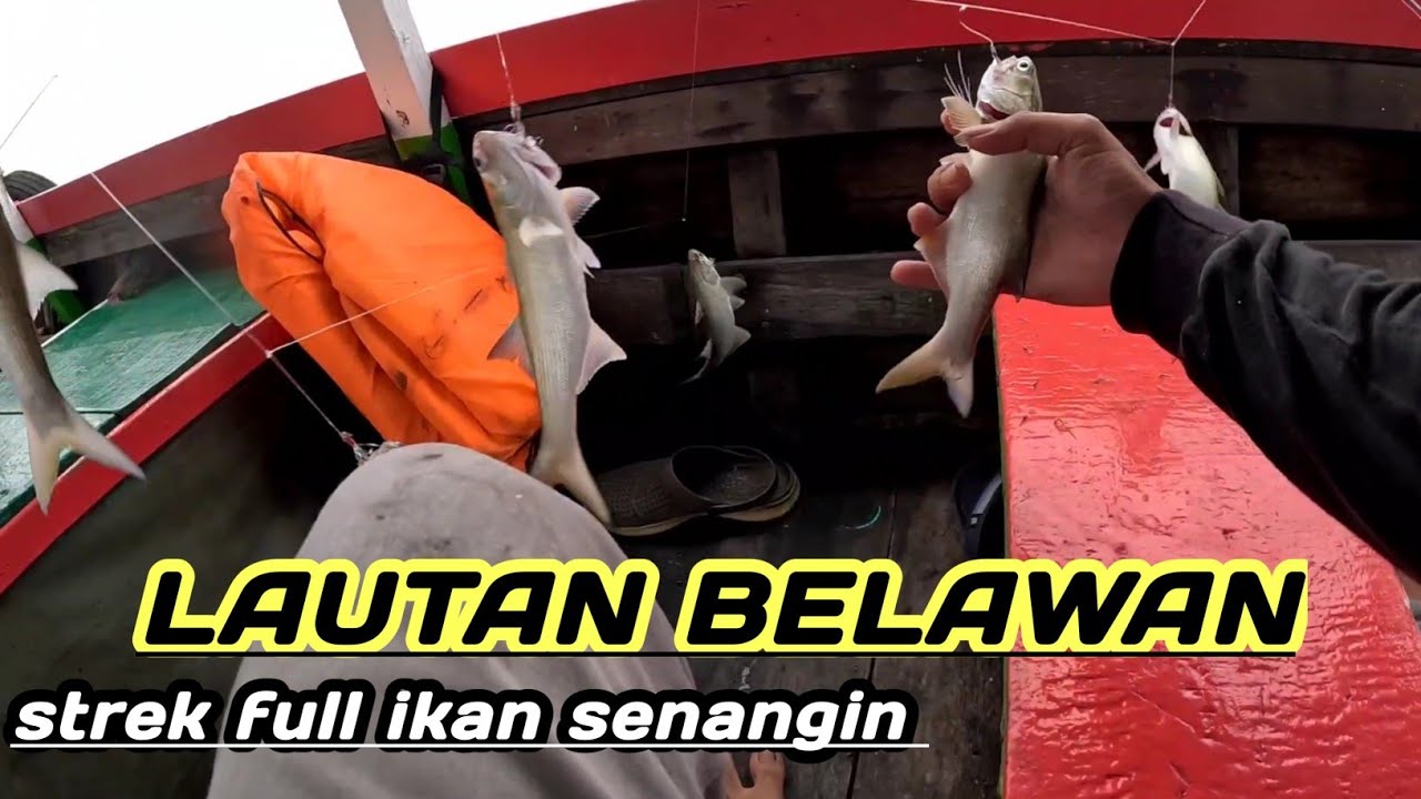 mancing ikan senangin pakek rangkaian acar. full senangin.di belawan #fishing #wedoysport #