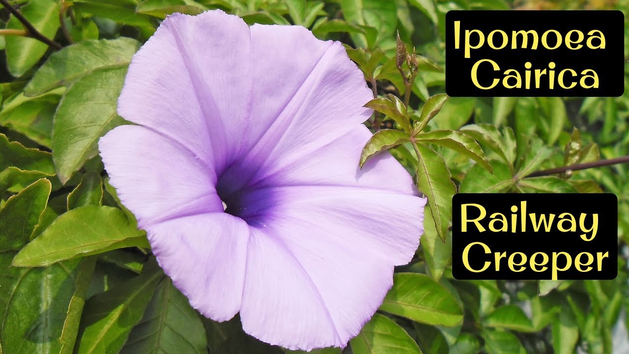 Summer Flower Vine Name | Ipomoea Cairica | Railway Creeper | Aj K ...