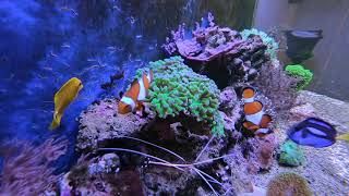 CORAL REEF AQUARIUM • 1 HOUR  • 1080p HD • SECOND VIEW