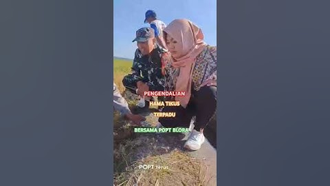 PENGENDALIAN HAMA TIKUS TERPADU#Syahdunya bertani